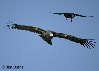 CA Condor & Common Raven escort
