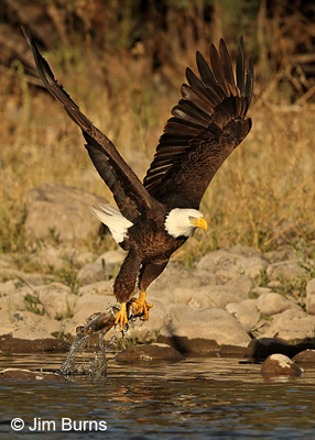 Bald Eagle taking fish from Salt River