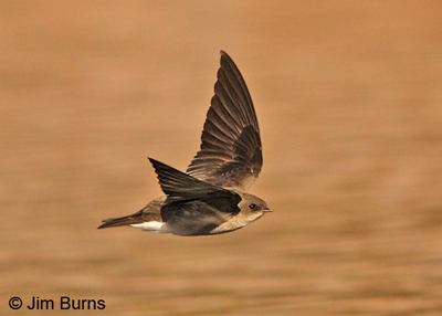 Northern Rough-winged swallow upperwing