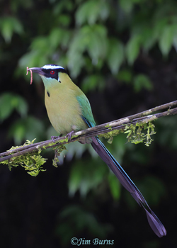Andean Motmot with worm--1000