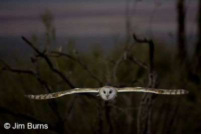 Barn Owl male in flight