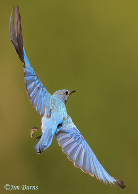 Moumtain Bluebird