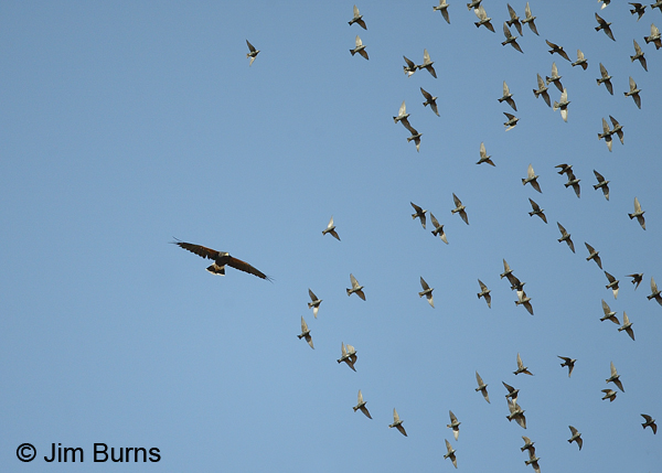 A small murmuration of starlings