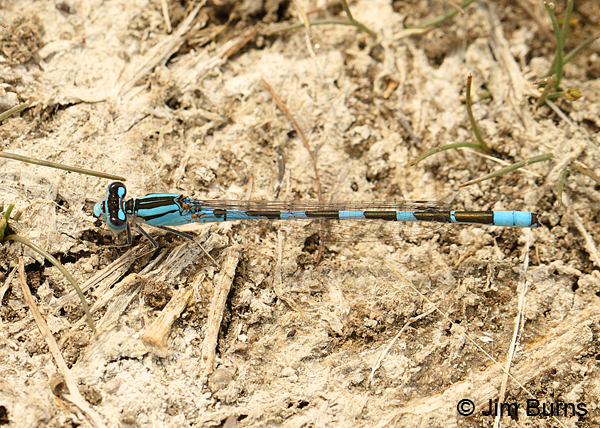Alkali Bluet male dorsal view, Harney Co., OR, August 2015