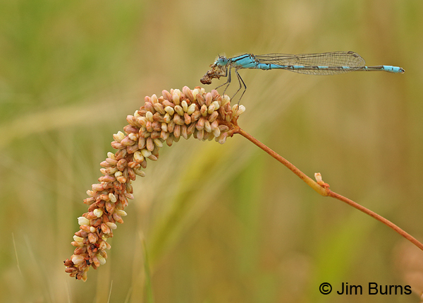 Alkali Bluet male eating fly on grasshead, Harney Co., OR, August 2015