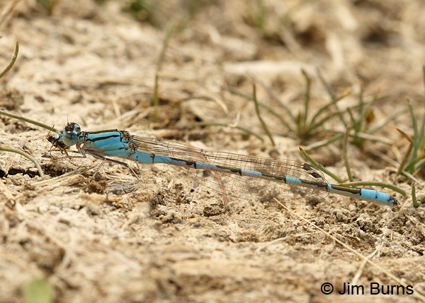 Alkali Bluet male with fly, Harney Co., OR, August 2015.