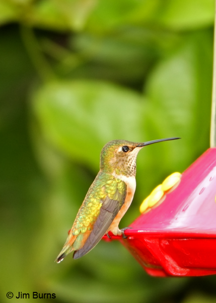 Allen's Hummingbird subadult