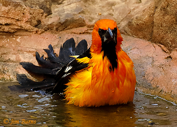 Altamira Oriole bathing sequence #5--7939
