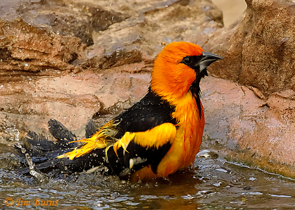 Altamira Oriole bathing sequence #1--7948