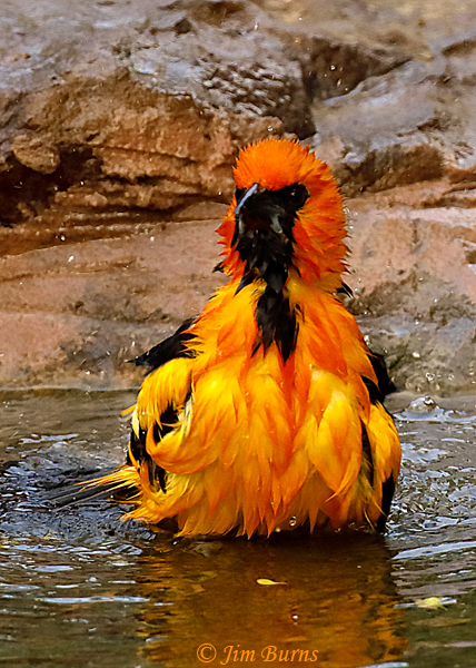 Altamira Oriole bathing sequence #4--7979