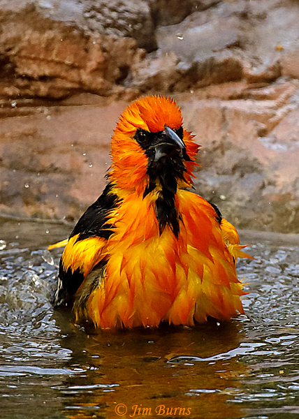 Altamira Oriole bathing sequence #2--7982