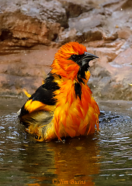 Altamira Oriole bathing sequence #3--7989