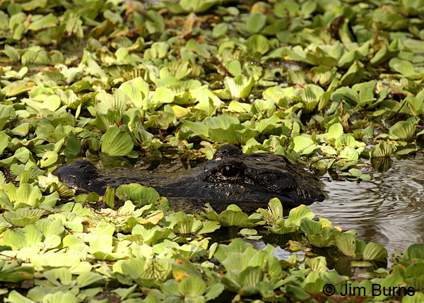 American Alligator in Water Lettuce