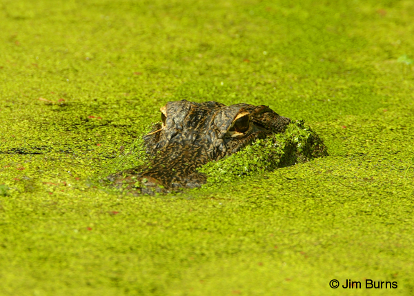 American Alligator in duckweed