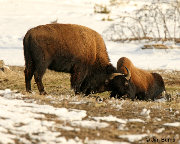 American Bison at play