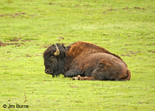 American Bison at rest