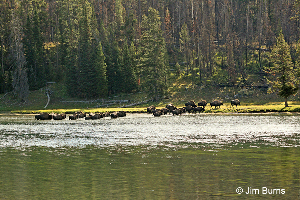 American Bison exiting the Yellowstone
