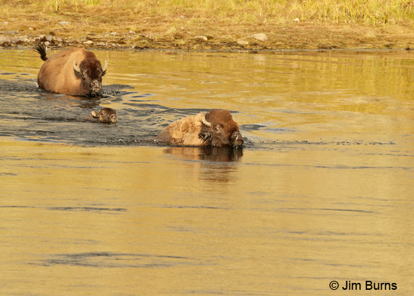 American Bison family entering the Yellowstone River