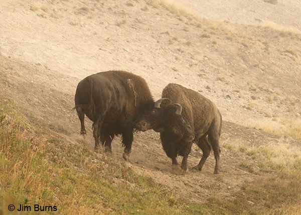 American Bison negotiations