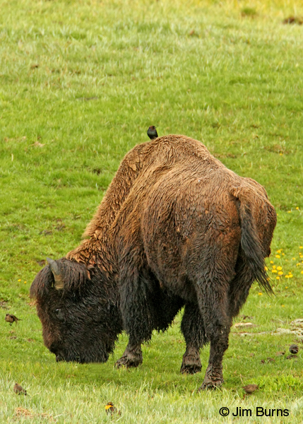 American Bison with cowbirds and blackbirds