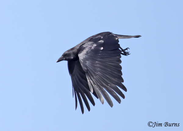 American Crow in flight--6436