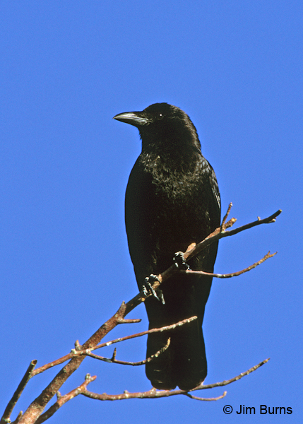 American Crow ventral view