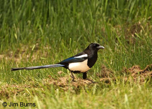 American Magpie