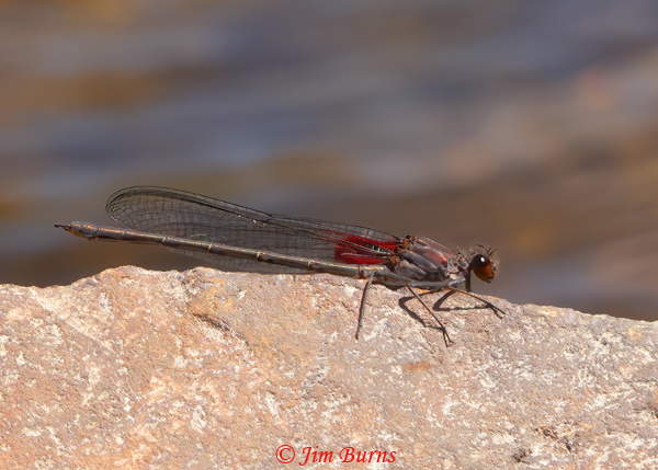 American Rubyspot male, Maricopa Co., AZ, April 2021--2529
