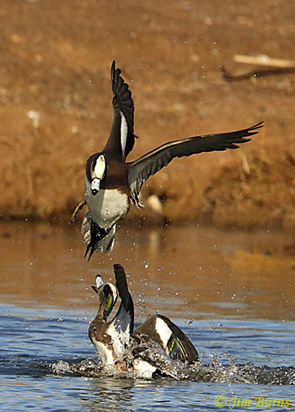 American Wigeon fight sequence #3--6915