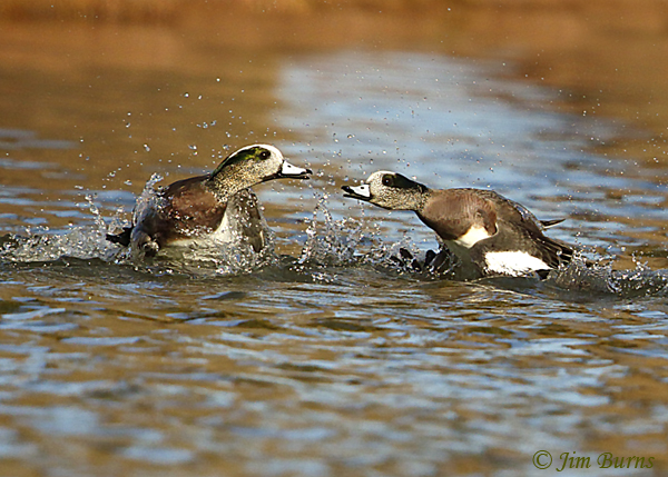 American Wigeon fight sequence--6952