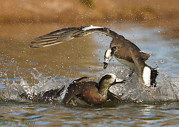 American Wigeon fight sequence #4--6954