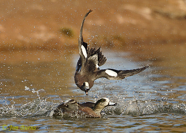 American Wigeon fight sequence #5--6955