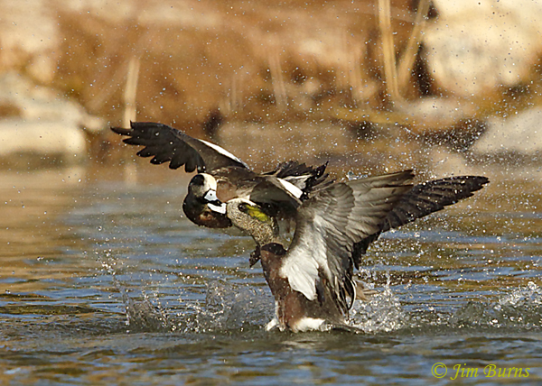 American Wigeon fight sequence #6--6979
