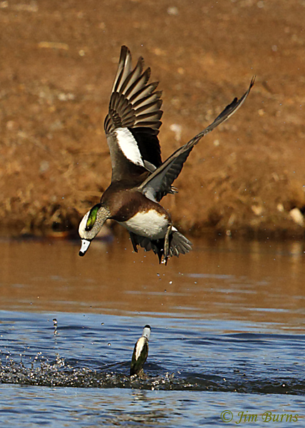 American Wigeon fight sequence #2--6918