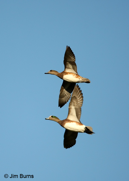American Wigeon pair in flight