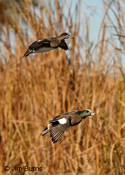 American Wigeon pair over marsh #2