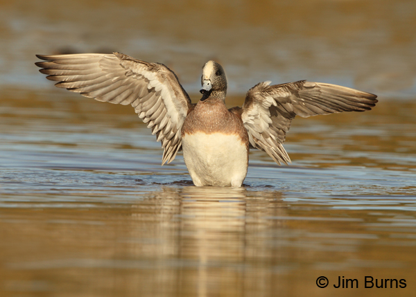 American Wigeon male wingstretch