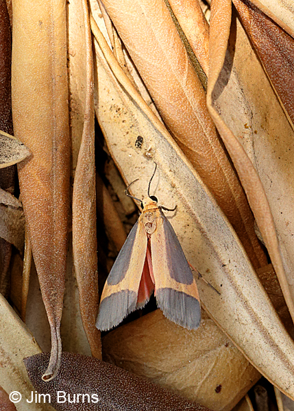 Angel Lichen Moth# 2, Arizona