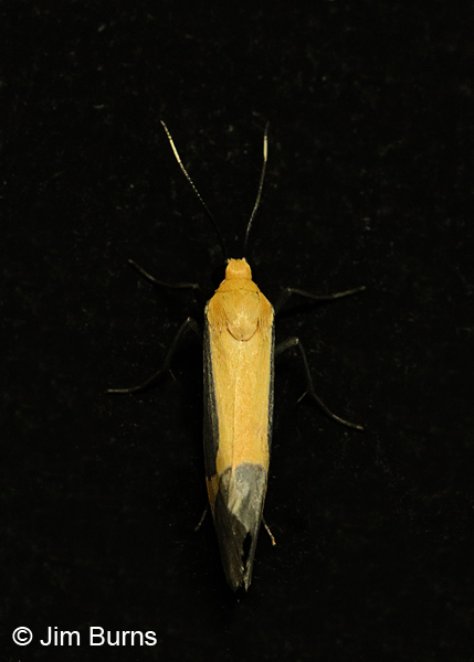 Angel Lichen Moth dorsal view, Arizona
