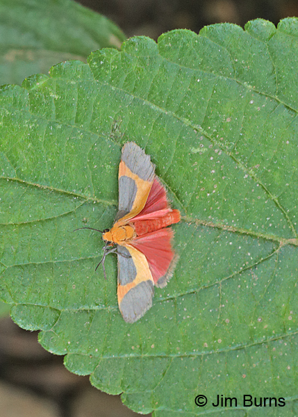 Angel Lichen Moth wingspread, Arizona