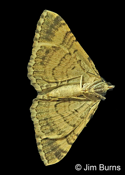 Archirhoe neomexicana underwing pattern, AZ