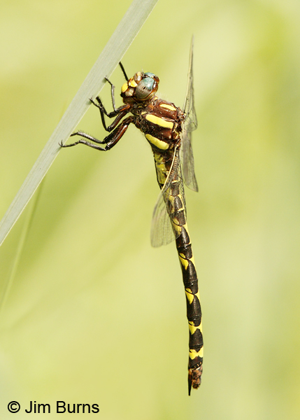 Arrowhead Spiketail female dorsolateral view, Montgomery Co., AR, May 2013
