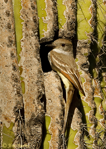 Ash-throated Flycatcher at Saguaro nest--1107