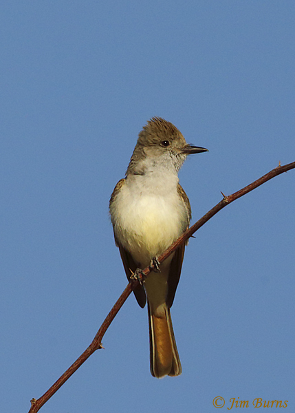 Ash-throated Flycatcher--3212