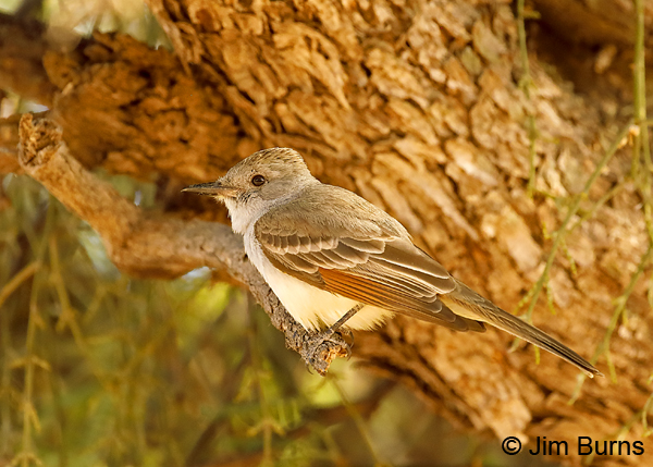 Ash-throated Flycatcher 7939