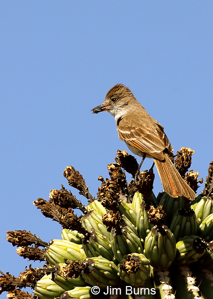 Ash-throated Flycatcher with bee at the Saguaro supermarket--0047