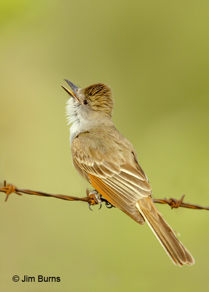 Ash-throated Flycatcher calling
