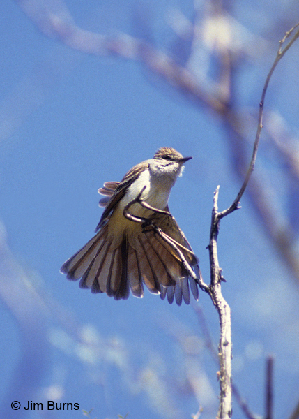 Ash-throated Flycatcher undertail
