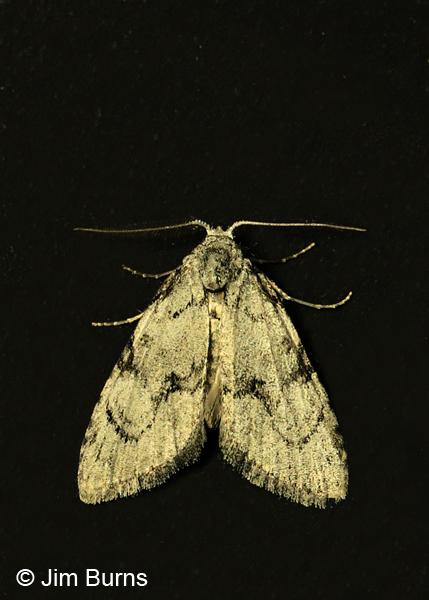 Ashy Meganola Moth on black, Arizona