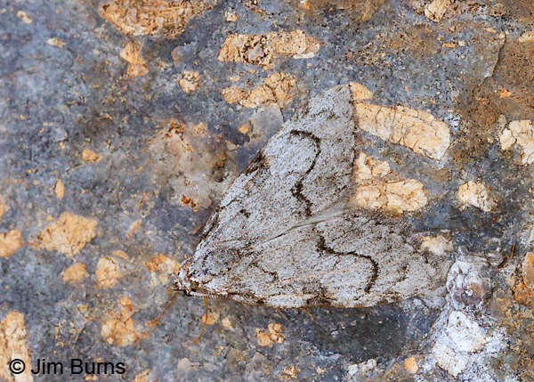 Ashy Meganola Moth on rock, Arizona